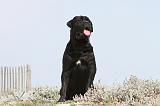 CANE CORSO 208